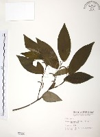 藏品(風藤)的圖片