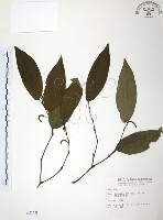 藏品(風藤)的圖片