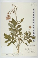 藏品(泥胡菜)的圖片