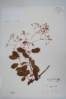 藏品(酸藤)的圖片