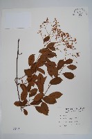 藏品(酸藤)的圖片