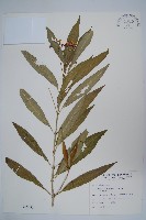 藏品(尖尾鳳、馬利筋)的圖片