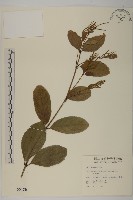 藏品(金粟蘭、珠蘭雞腳蘭茱蘭)的圖片