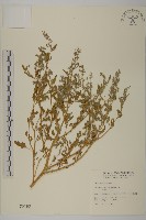 藏品(藜、灰藜)的圖片