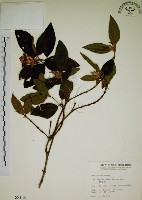 藏品(野牡丹)的圖片