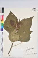 藏品(野桐)的圖片