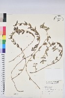 藏品(飛揚草)的圖片