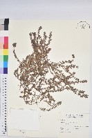 藏品(千根草)的圖片