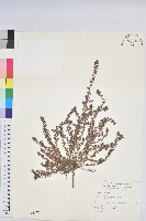 藏品(千根草)的圖片