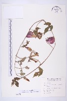 藏品(銳葉牽牛)的圖片