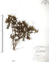 藏品(野老鸛草)的圖片