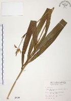 藏品(臺灣白及)的圖片