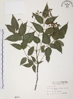 藏品(野鴉椿)的圖片