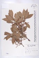 藏品(杜英、山杜英、蘭嶼杜英)的圖片