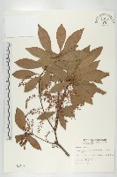 藏品(杜英、山杜英、蘭嶼杜英)的圖片