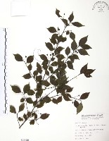 藏品(燈稱花、烏雞骨)的圖片