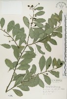 藏品(魯花樹)的圖片