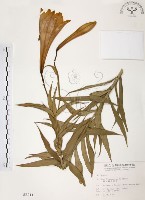 藏品(臺灣百合)的圖片