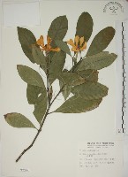 藏品(山黃梔)的圖片