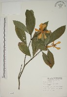 藏品(山黃梔)的圖片