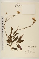 藏品(紅鳳菜)的圖片