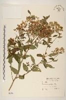 藏品(臺灣澤蘭)的圖片