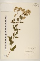 藏品(臺灣澤蘭)的圖片