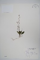 藏品(針刺草)的圖片