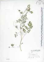 藏品(臺灣黃菫)的圖片