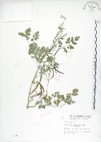 藏品(臺灣黃菫)的圖片