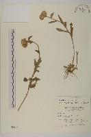 藏品(能高籟簫)的圖片