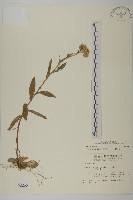 藏品(能高籟簫)的圖片