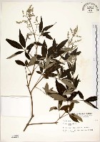 藏品(黃荊)的圖片