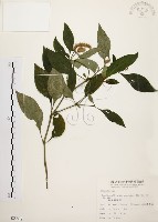 藏品(臺灣鱗球花)的圖片