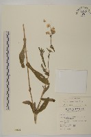 藏品(日本假蓬)的圖片