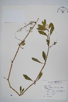 藏品(空心蓮子草)的圖片