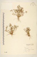 藏品(假吐金菊)的圖片