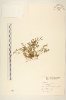 藏品(假吐金菊)的圖片