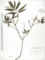藏品(水麻)的圖片