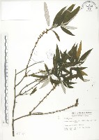 藏品(水麻)的圖片