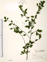 藏品(燈稱花、烏雞骨)的圖片