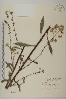 藏品(走馬胎)的圖片