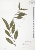 藏品(柚葉藤)的圖片