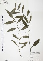 藏品(柚葉藤)的圖片