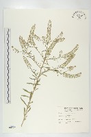 藏品(獨行菜)的圖片