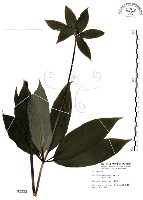 藏品(七葉一枝花)的圖片