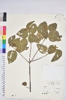 藏品(扛香藤)的圖片