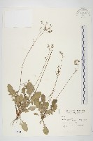 藏品(黃鵪菜)的圖片