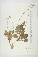 藏品(黃鵪菜)的圖片