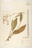 藏品(刀傷草)的圖片